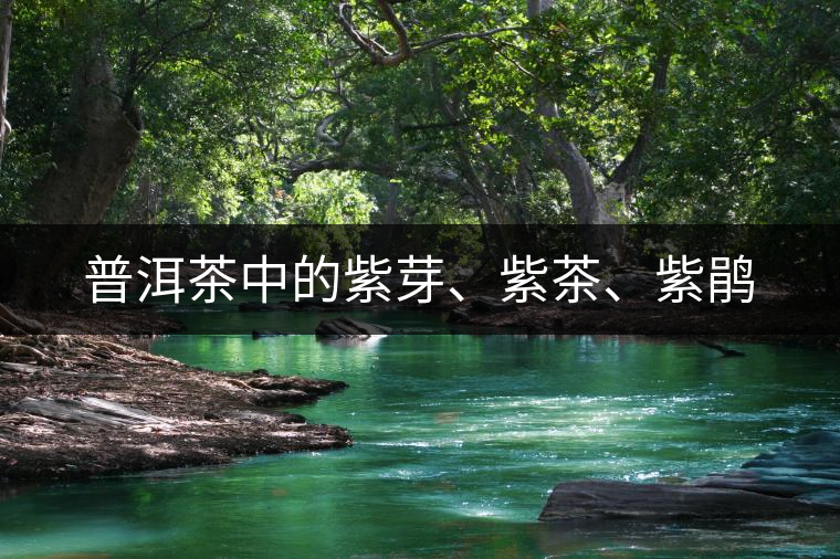 普洱茶中的紫芽、紫茶、紫鵑