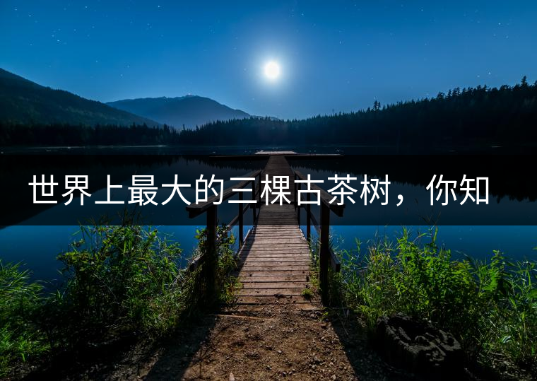 世界上最大的三棵古茶樹，你知道嗎？