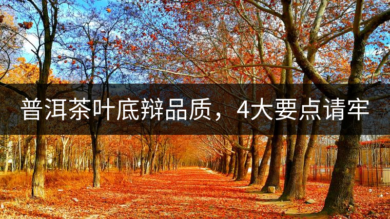 普洱茶葉底辯品質(zhì)，4大要點(diǎn)請(qǐng)牢記！