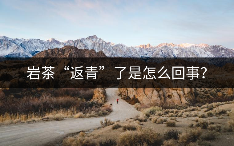 巖茶“返青”了是怎么回事？