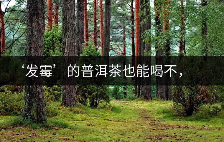 ‘發(fā)霉’的普洱茶也能喝不，看科學(xué)解釋