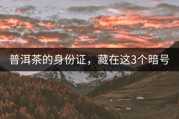 普洱茶的身份證，藏在這3個(gè)暗號(hào)中