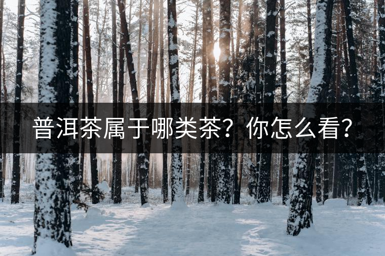 普洱茶屬于哪類茶？你怎么看？