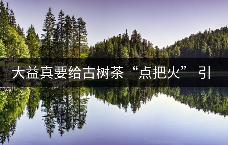 大益真要給古樹(shù)茶“點(diǎn)把火” 引火燒身？