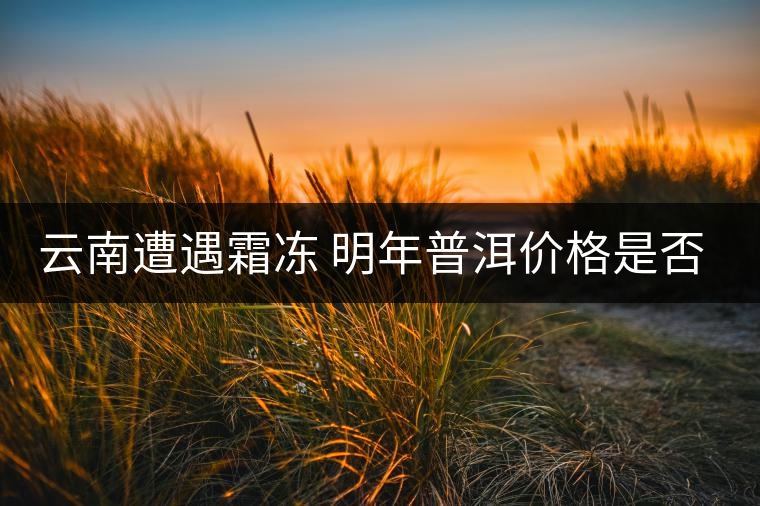 云南遭遇霜凍 明年普洱價(jià)格是否飆升？