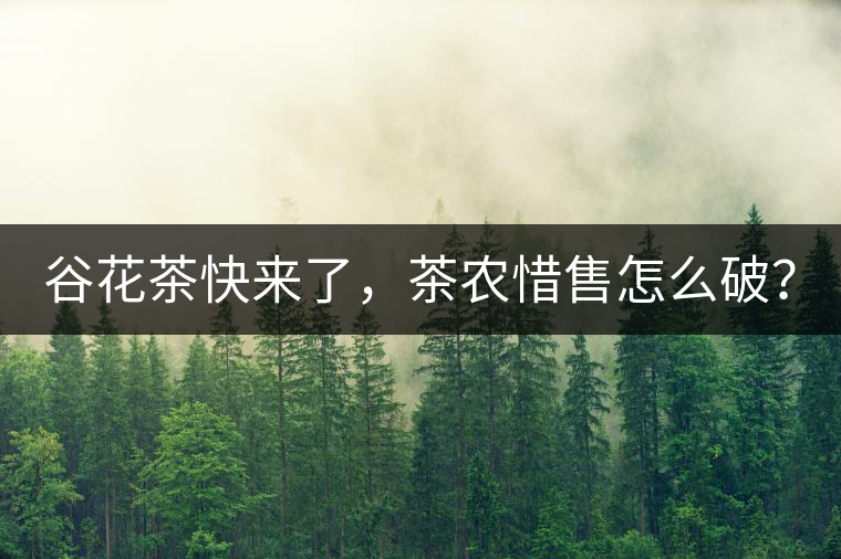 谷花茶快來了，茶農(nóng)惜售怎么破？