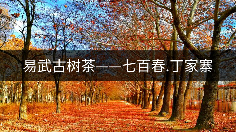 易武古樹(shù)茶——七百春.丁家寨