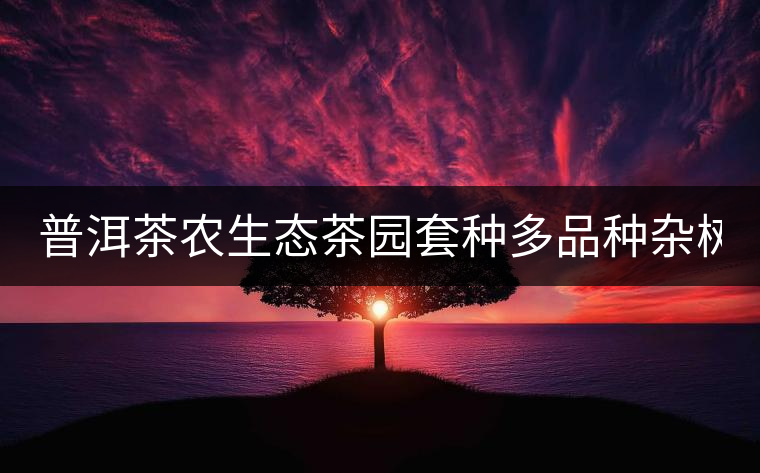 普洱茶農(nóng)生態(tài)茶園套種多品種雜樹(shù) 助推普洱茶葉生產(chǎn) 普洱茶農(nóng)生態(tài)茶園套種多品種雜樹(shù) 助推普洱茶葉生產(chǎn)