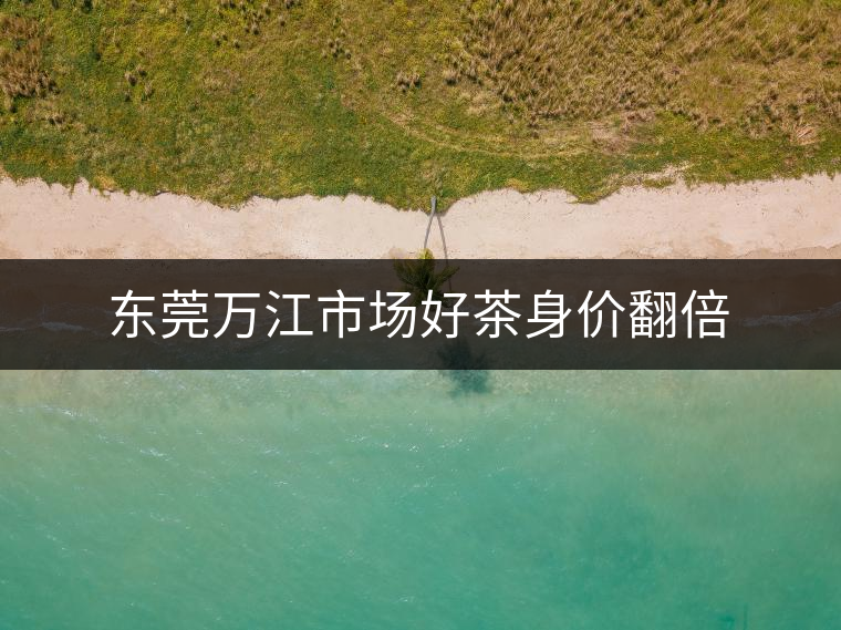 東莞萬江市場好茶身價翻倍