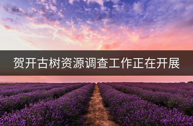 賀開(kāi)古樹(shù)資源調(diào)查工作正在開(kāi)展 賀開(kāi)古樹(shù)資源調(diào)查工作正在開(kāi)展