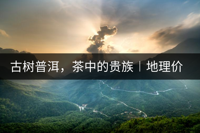 古樹普洱，茶中的貴族︱地理價(jià)值是普洱茶的最大資源優(yōu)勢(shì)