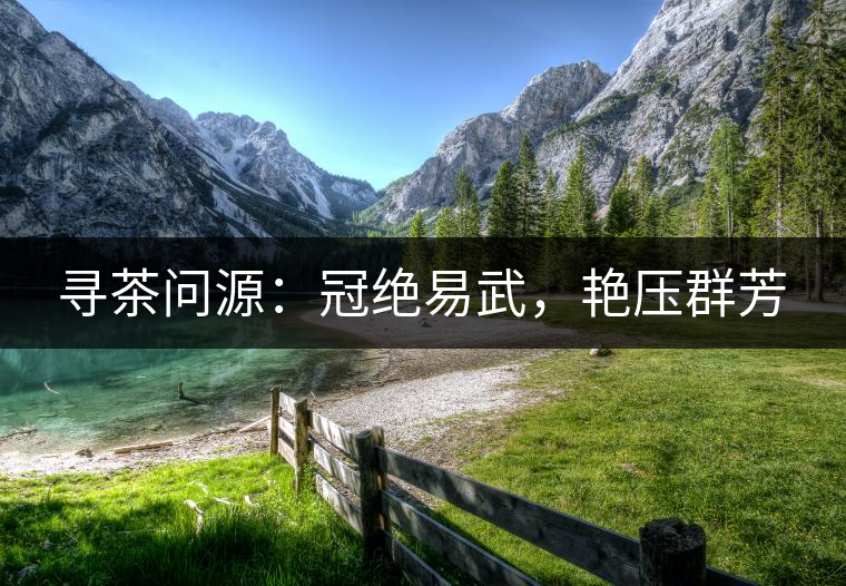 尋茶問源：冠絕易武，艷壓群芳