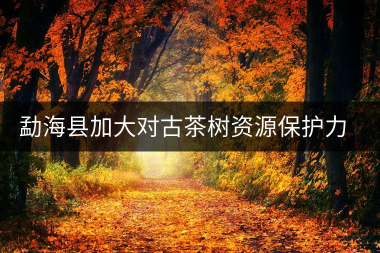 勐?？h加大對(duì)古茶樹資源保護(hù)力度