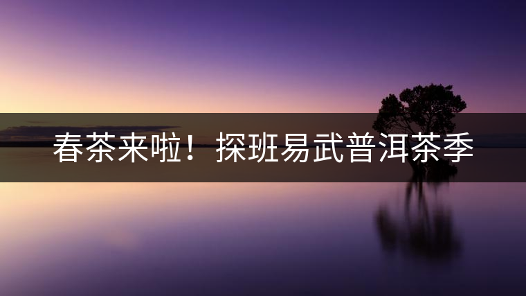 春茶來啦！探班易武普洱茶季