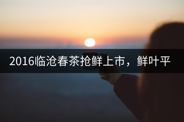 2016臨滄春茶搶鮮上市,鮮葉平均價同比去年減幅6.3% 2016臨滄春茶搶鮮上市,鮮葉平均價同比去年減幅6.3%