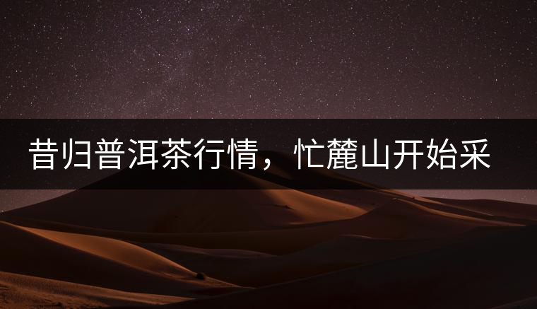 昔歸普洱茶行情，忙麓山開始采制春茶