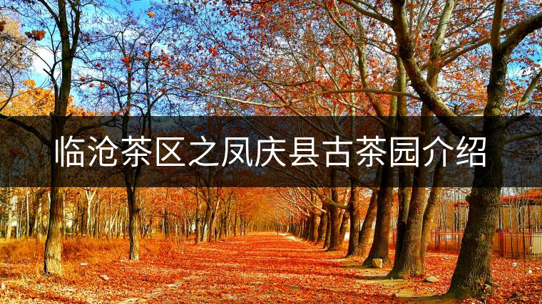 臨滄茶區(qū)之鳳慶縣古茶園介紹