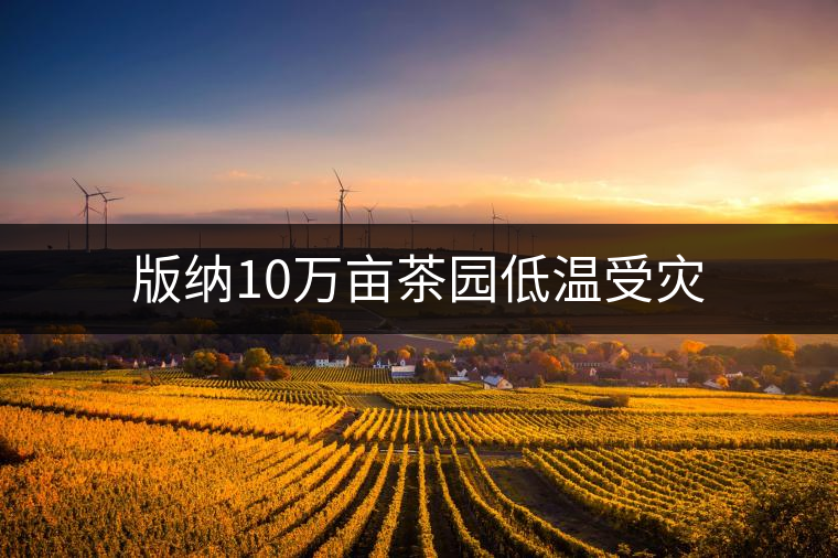 版納10萬畝茶園低溫受災(zāi)