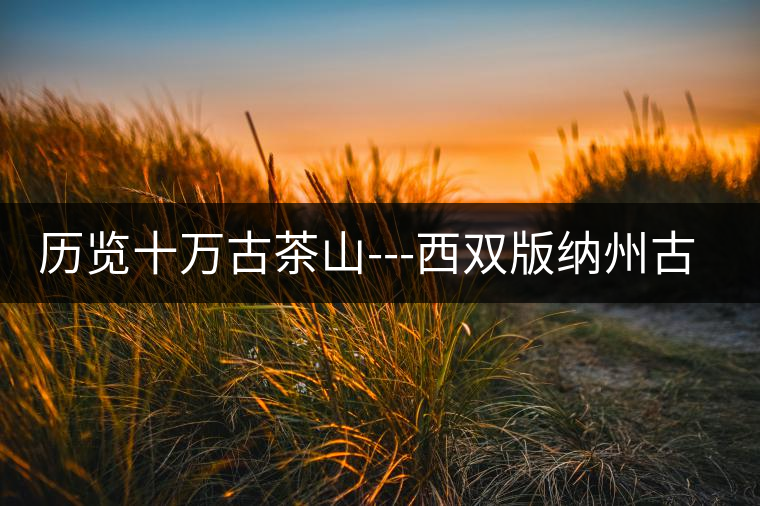 歷覽十萬(wàn)古茶山---西雙版納州古茶樹(shù)古茶園（下）