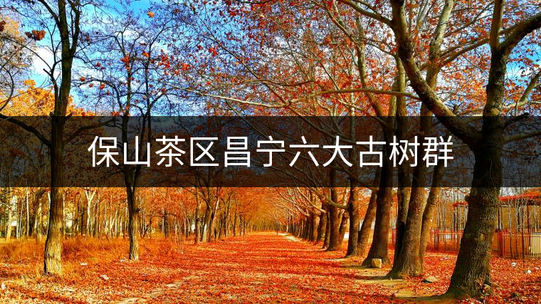 保山茶區(qū)昌寧六大古樹群