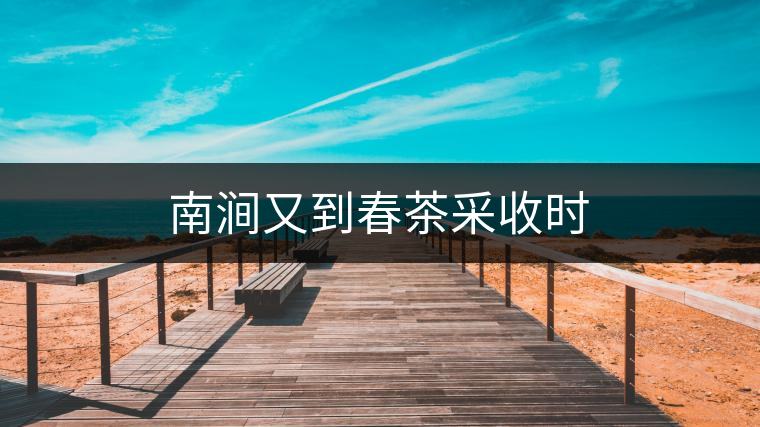 南澗又到春茶采收時(shí)