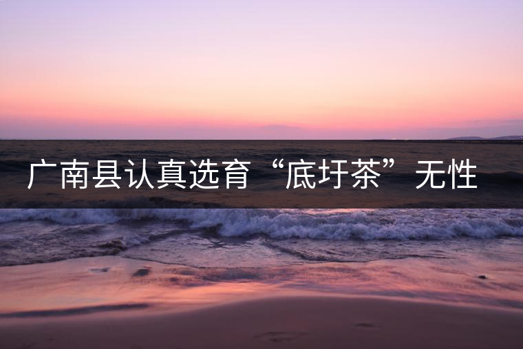 廣南縣認真選育“底圩茶”無性系良種 廣南縣認真選育“底圩茶”無性系良種