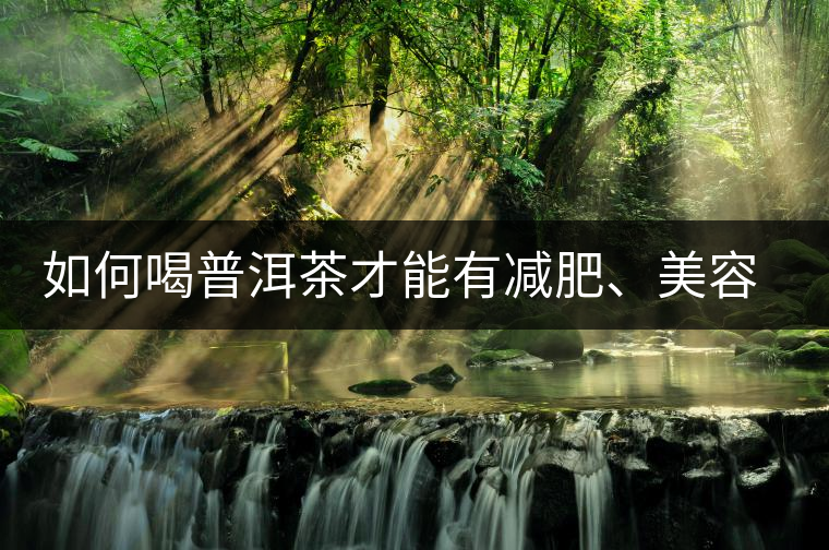 如何喝普洱茶才能有減肥、美容、抗癌之功效