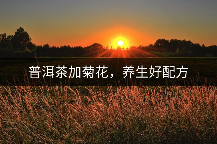 普洱茶加菊花，養(yǎng)生好配方