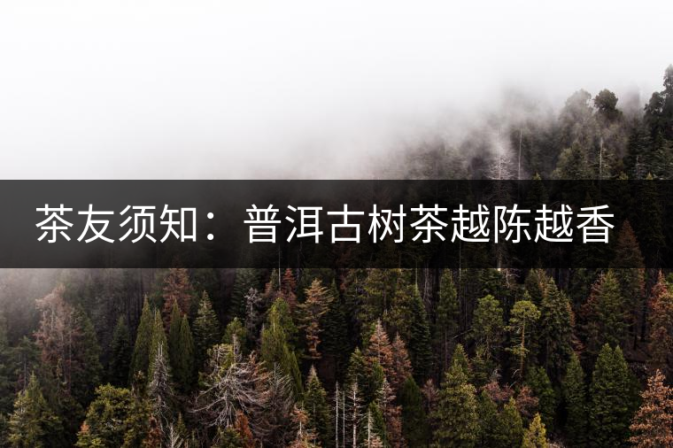 茶友須知:普洱古樹(shù)茶越陳越香的演變過(guò)程 茶友須知:普洱古樹(shù)茶越陳越香的演變過(guò)程