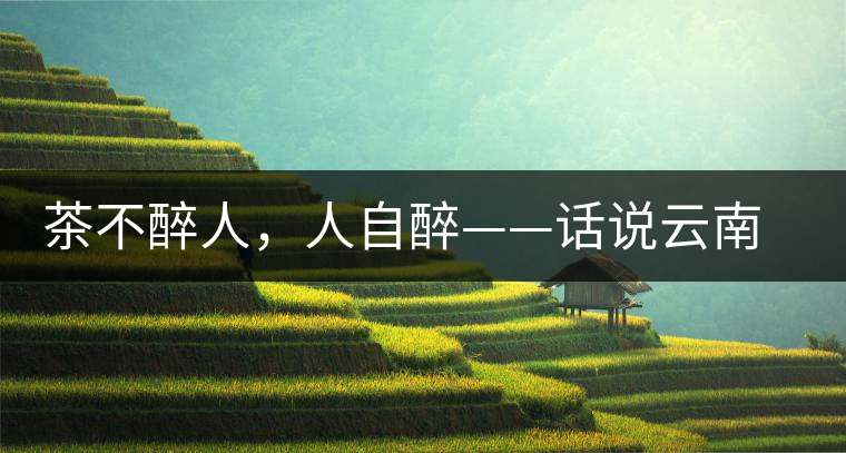 茶不醉人，人自醉——話說云南冰島普洱茶