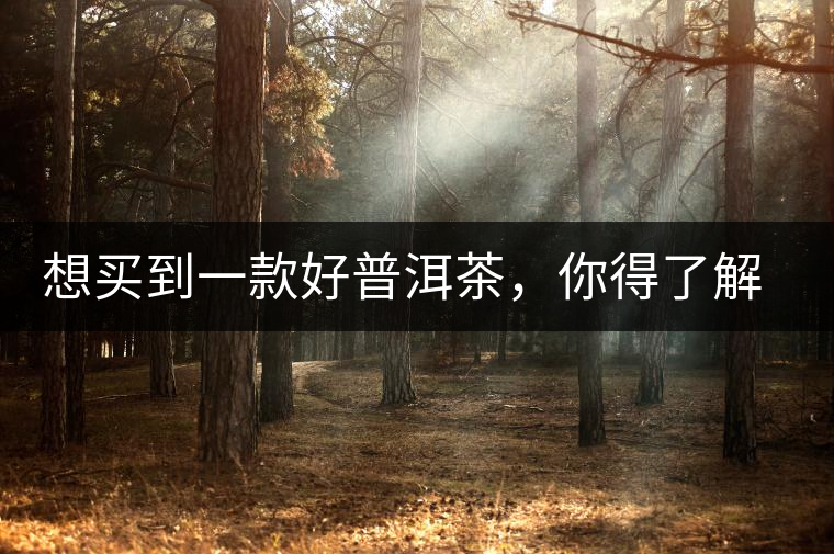 想買到一款好普洱茶，你得了解這些……