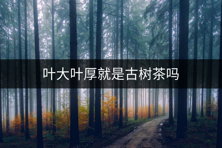 葉大葉厚就是古樹(shù)茶嗎