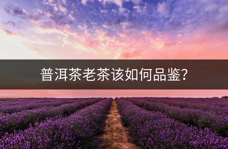 普洱茶老茶該如何品鑒？