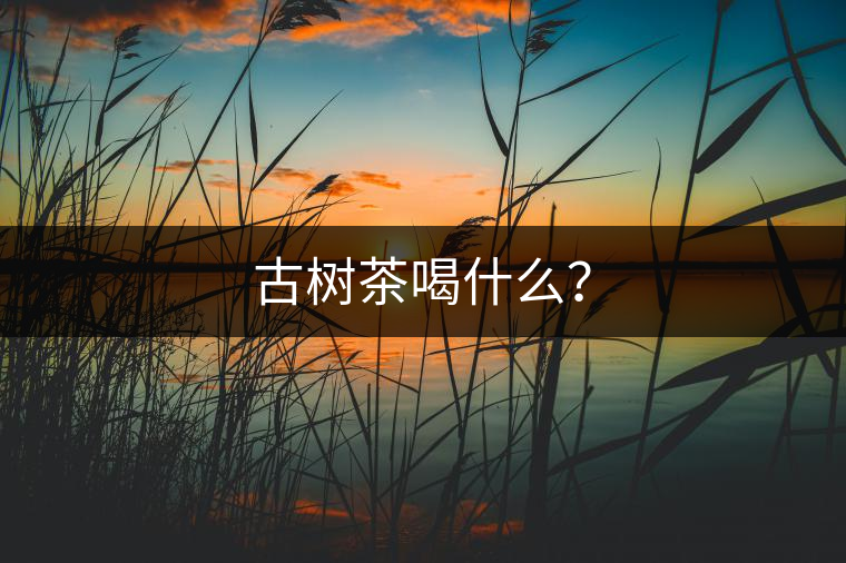 古樹茶喝什么？