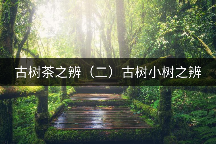 古樹茶之辨（二）古樹小樹之辨