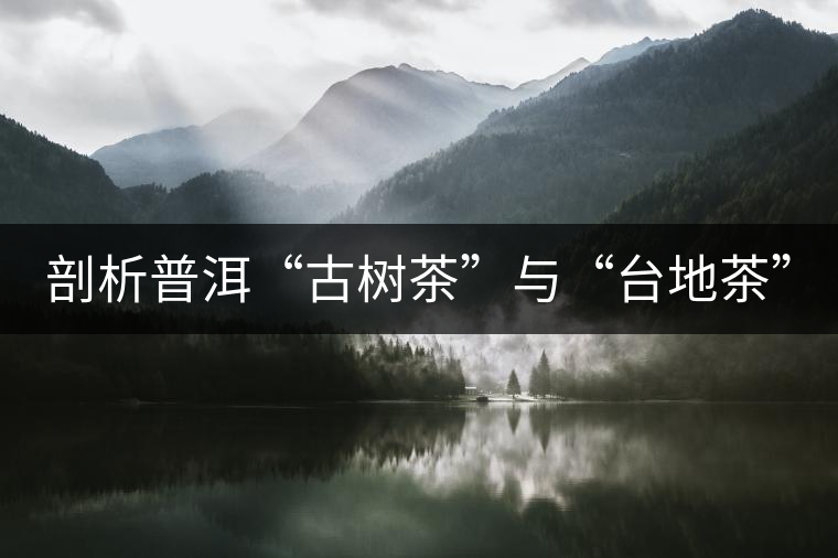 剖析普洱“古樹(shù)茶”與“臺(tái)地茶”