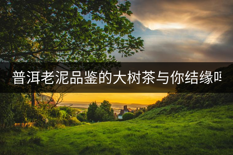 普洱老泥品鑒的大樹茶與你結緣嗎？