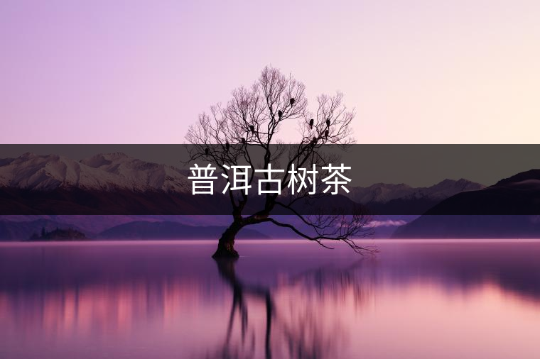 普洱古樹茶