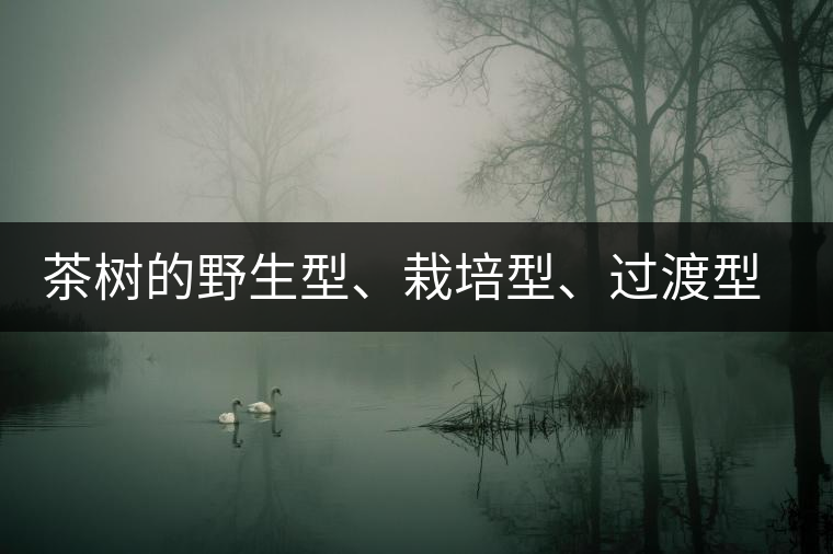 茶樹的野生型、栽培型、過渡型是怎么界定的？