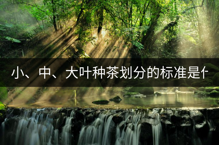 小、中、大葉種茶劃分的標(biāo)準(zhǔn)是什么？