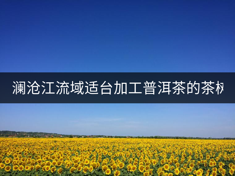 瀾滄江流域適臺(tái)加工普洱茶的茶樹品種有哪些?各有什么特點(diǎn)?