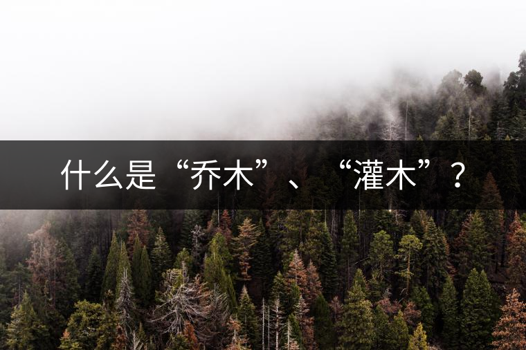 什么是“喬木”、“灌木”？