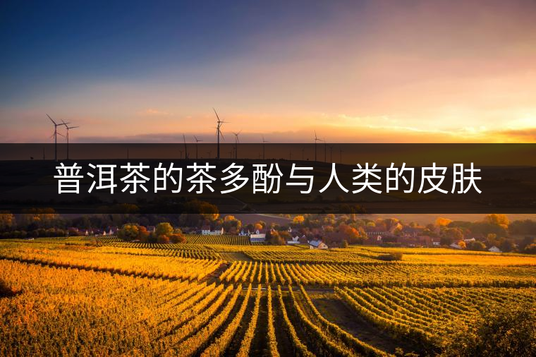 普洱茶的茶多酚與人類(lèi)的皮膚