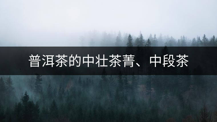 普洱茶的中壯茶菁、中段茶