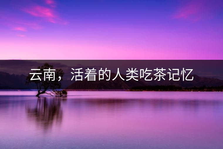云南，活著的人類吃茶記憶