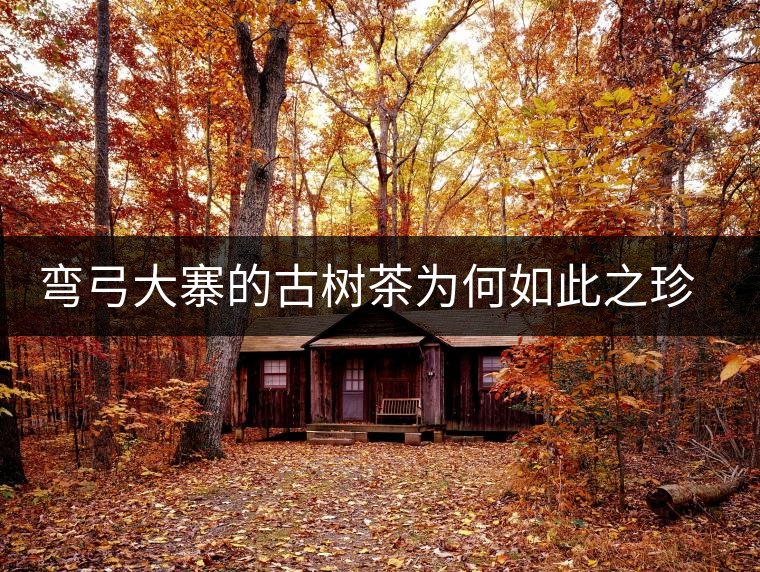 彎弓大寨的古樹茶為何如此之珍貴？