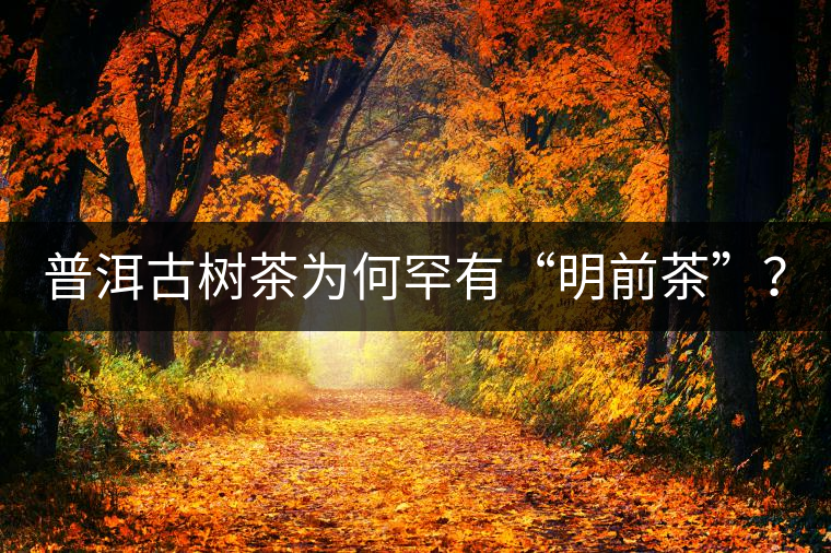 普洱古樹茶為何罕有“明前茶”？