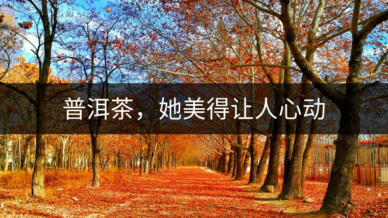 普洱茶，她美得讓人心動