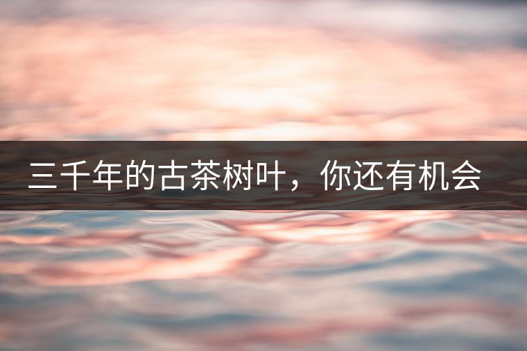 三千年的古茶樹葉，你還有機(jī)會喝到嗎？