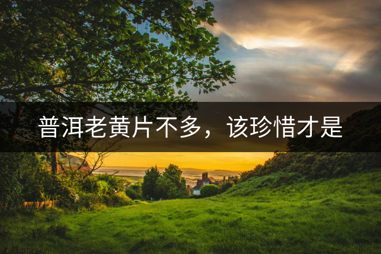 普洱老黃片不多，該珍惜才是